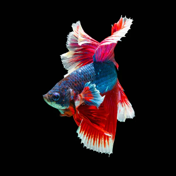 Peixe Betta Halfmoon Vermelho Betta Isolado Fundo Preto — Fotografia de Stock