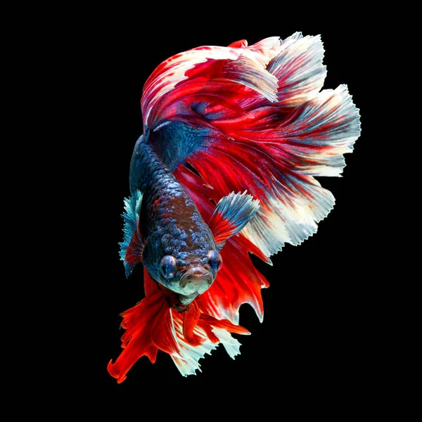 Рыба Betta Полумесяц Красный Betta Изолированы Черном Фоне — стоковое фото