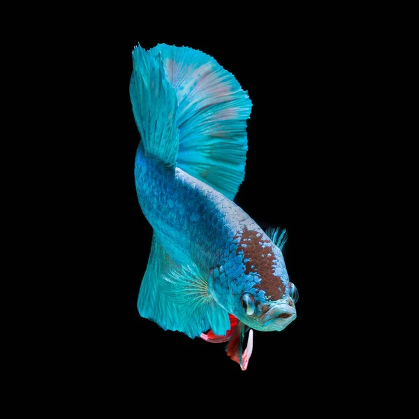 Fantasievolle Fische Isoliert Auf Schwarzem Hintergrund — Stockfoto