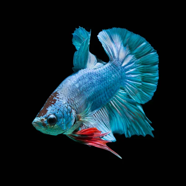 Fancy Fish Isolated Black Background — Stock Photo, Image