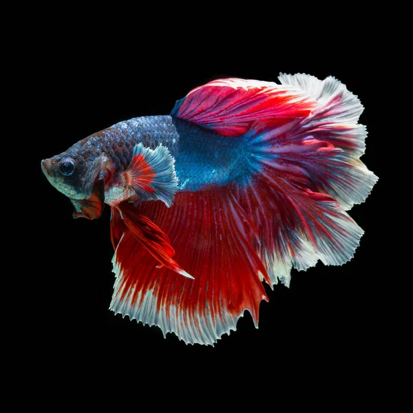 Fisch Betta Halfmoon Red Betta Isoliert Auf Schwarzem Hintergrund — Stockfoto