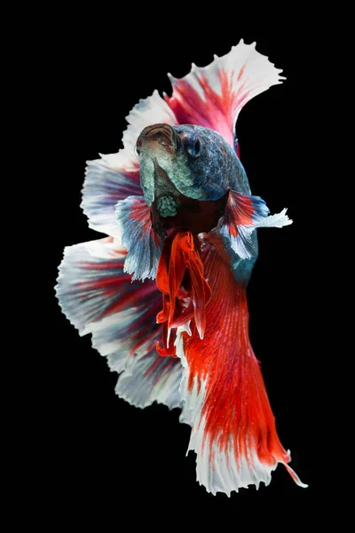 Рыба Betta Полумесяц Красный Betta Изолированы Черном Фоне — стоковое фото