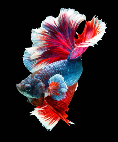 Fisch Betta Halfmoon Red Betta Isoliert Auf Schwarzem Hintergrund — Stockfoto