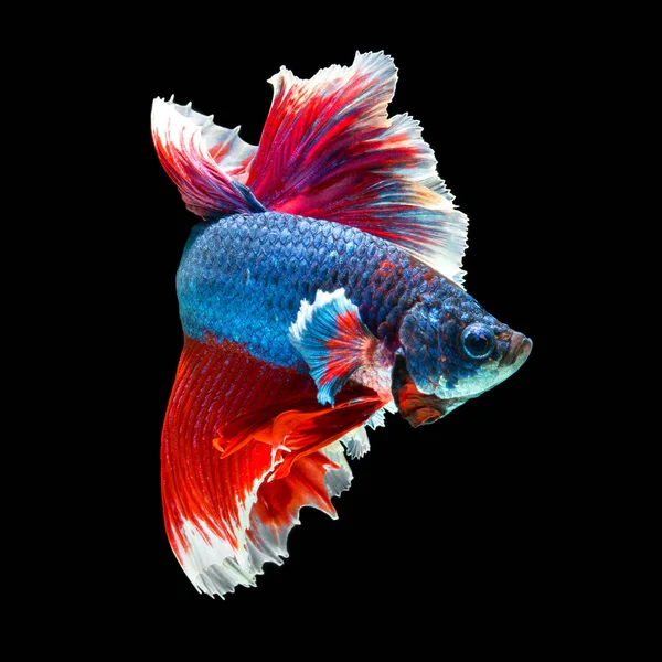 Peixe Betta Halfmoon Vermelho Betta Isolado Fundo Preto — Fotografia de Stock