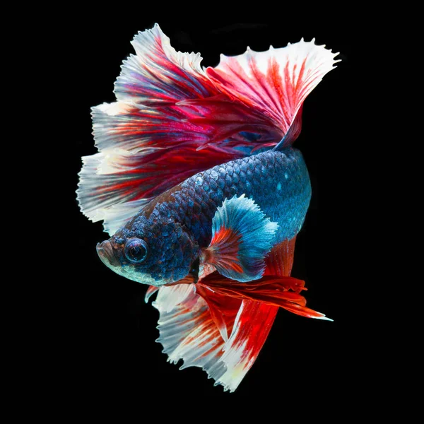 Fisch Betta Halfmoon Red Betta Isoliert Auf Schwarzem Hintergrund — Stockfoto