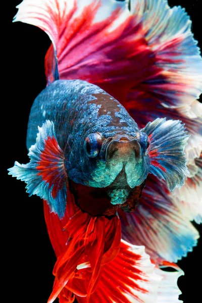 Peixe Betta Halfmoon Vermelho Betta Isolado Fundo Preto — Fotografia de Stock