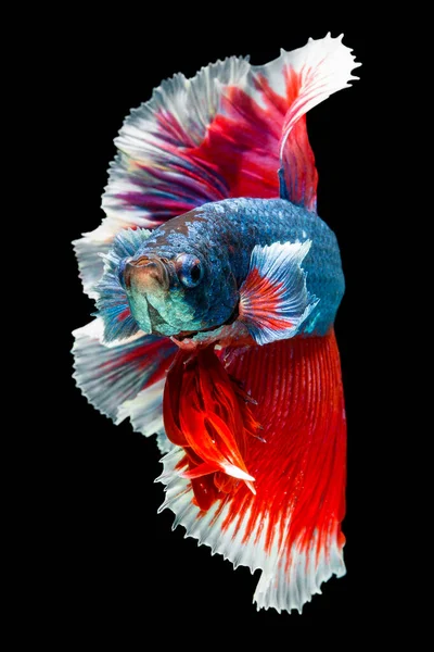 Pez Betta Halfmoon Rojo Betta Aislado Sobre Fondo Negro — Foto de Stock