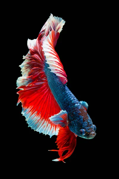 Риба Бета Напівмісяць Червона Бета Ізольована Чорному Фоні — стокове фото