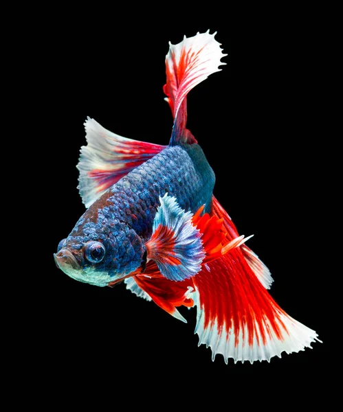 Fisch Betta Halfmoon Red Betta Isoliert Auf Schwarzem Hintergrund — Stockfoto