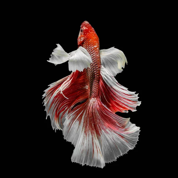 Pez Betta Halfmoon Rojo Betta Aislado Sobre Fondo Negro — Foto de Stock