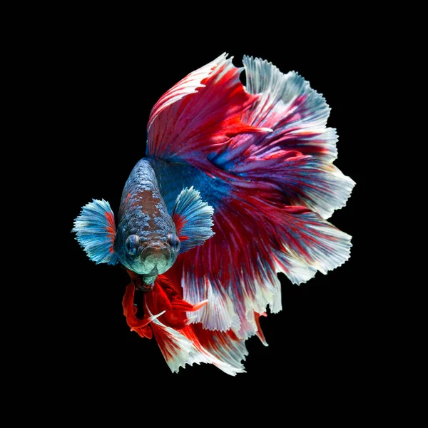 stock image fish betta Halfmoon red  betta isolated on black background.