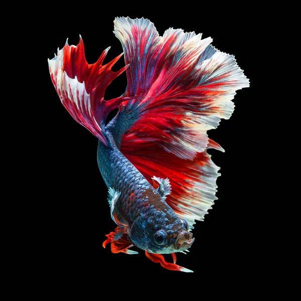 Peixe Betta Halfmoon Vermelho Betta Isolado Fundo Preto — Fotografia de Stock