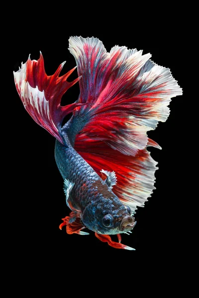 Peixe Betta Halfmoon Vermelho Betta Isolado Fundo Preto — Fotografia de Stock