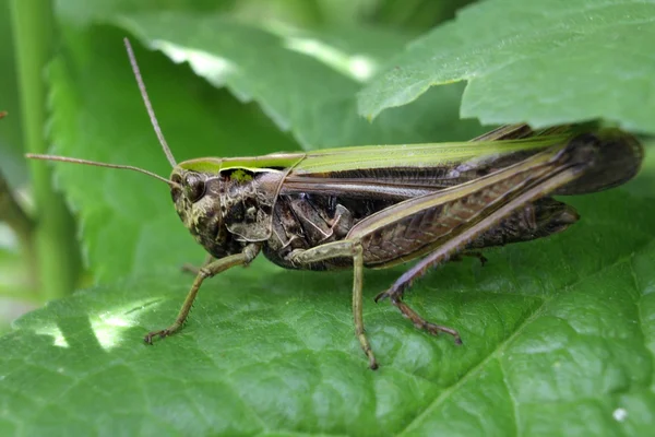 Grasshopper verde en hoja — Foto de Stock