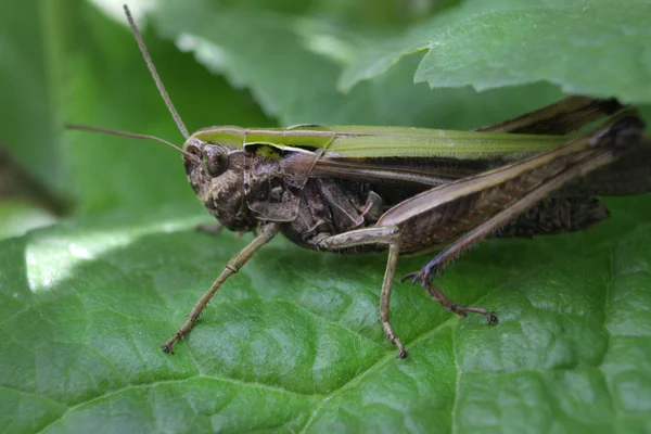 Grasshopper verde en hoja — Foto de Stock