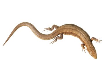 Viviparous yaygın beyaz izole kertenkele