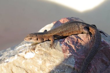 Taş Viviparous kertenkele