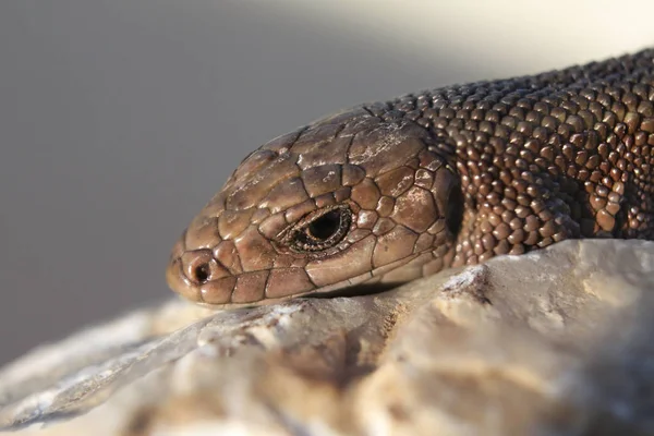 Lizard regardant sur la pierre — Photo