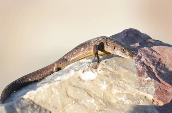Ящірка живородна по каменю — стокове фото