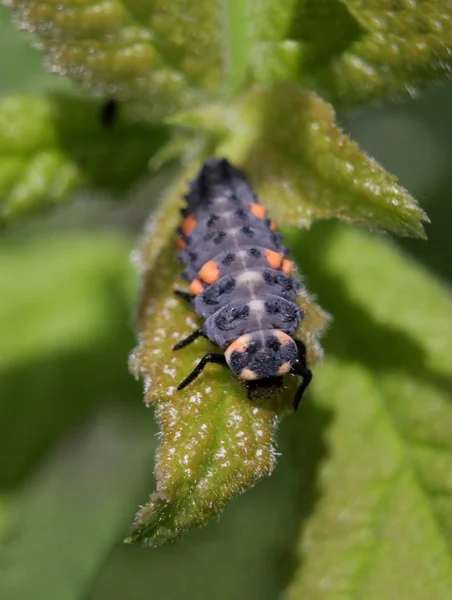 Larva de mariquita - macro — Foto de Stock