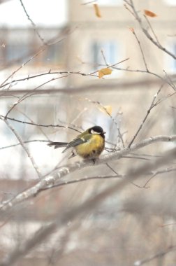 Baştankara kuşları yaban hayatı.