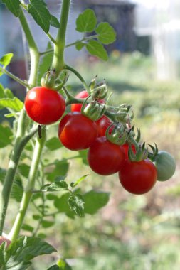 Kırmızı meyve kiraz domates bitki 