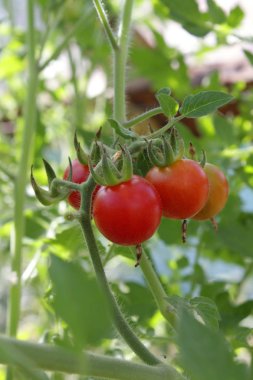 Domates bitki kiraz 