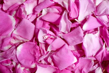 Dogrose yaprakları arka plan