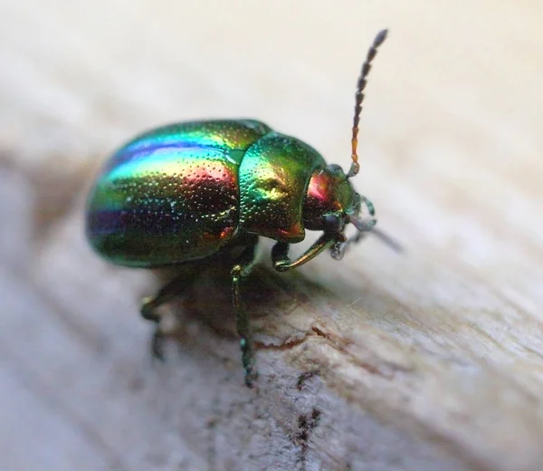 Verme - bug verde de perto — Fotografia de Stock