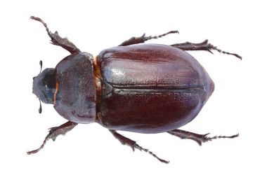 Mayıs-böcek üzerinde beyaz izole