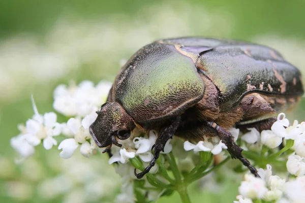 Cetonia aurata ou Rose Chafer besouro bonito inseto verde — Fotografia de Stock