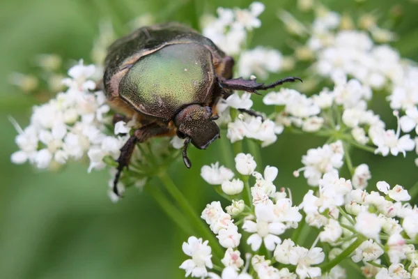 Cetonia aurata ή τριαντάφυλλο στρώση όμορφο πράσινο έντομο σκαθάρι — Φωτογραφία Αρχείου