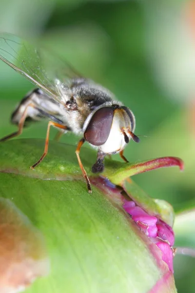 Csíkos fly (Syrphidae) - hoverfly a bazsarózsa a kertben virágportól — Stock Fotó