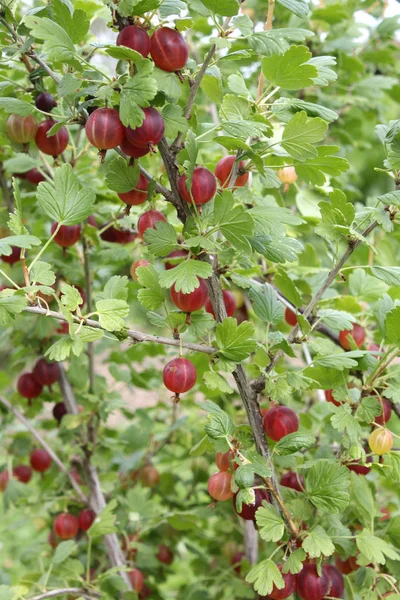 Frische Rote Stachelbeeren Auf Stachelbeerzweigen Obstgarten Nahaufnahme Von Bio Stachelbeeren — Stockfoto