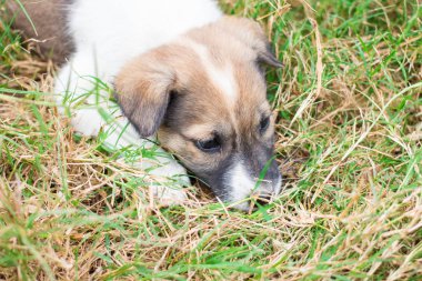 Bebek köpek oyun çim