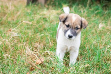 Bebek köpek oyun çim