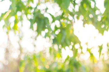 Bulanık yeşil ve turuncu