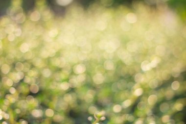 Bulanık yeşil ve turuncu sabah