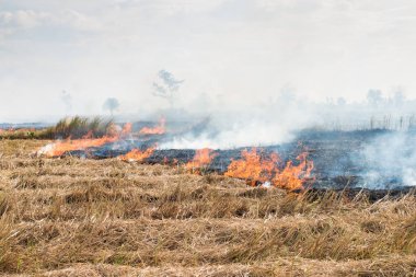 Yangınlar kuru sezonu