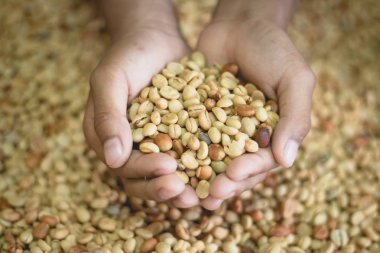 Kahve çekirdekleri ile değirmen bombardımanı önce