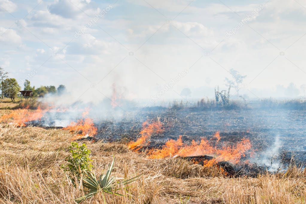 Fires in the dry season