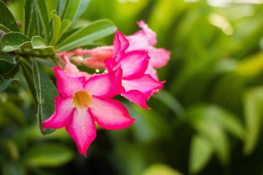 parlak pembe çiçekler 