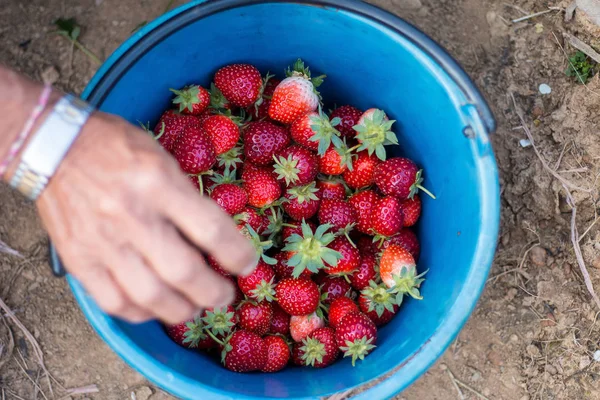 Keep strawberries  in morning — Stock Photo, Image