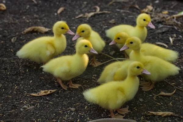Plusieurs canards jaunes — Photo