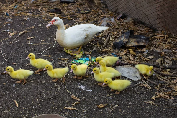 Vários patos amarelos — Fotografia de Stock