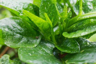 Su tarafından vuruluyor yeşil yaprakları