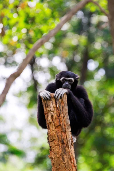 Preto gibbons abraço árvore sentado sozinho — Fotografia de Stock