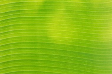 Yakın çekim yeşil muz yaprağı 