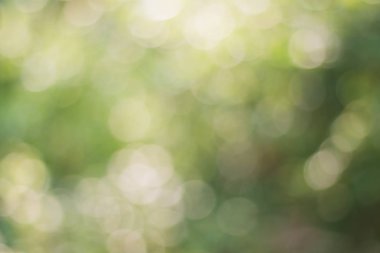 Yumuşak yeşil bokeh bulanık görüntü 