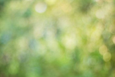 Yumuşak yeşil bokeh bulanık görüntü 